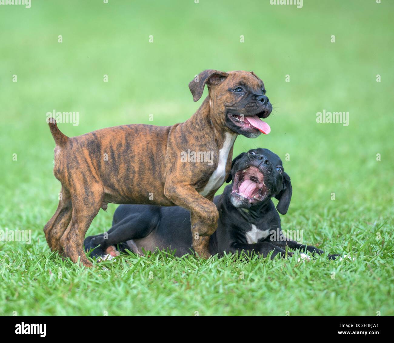 Two nine week old Boxer dog puppies romp and play on grass lawn Stock Photo