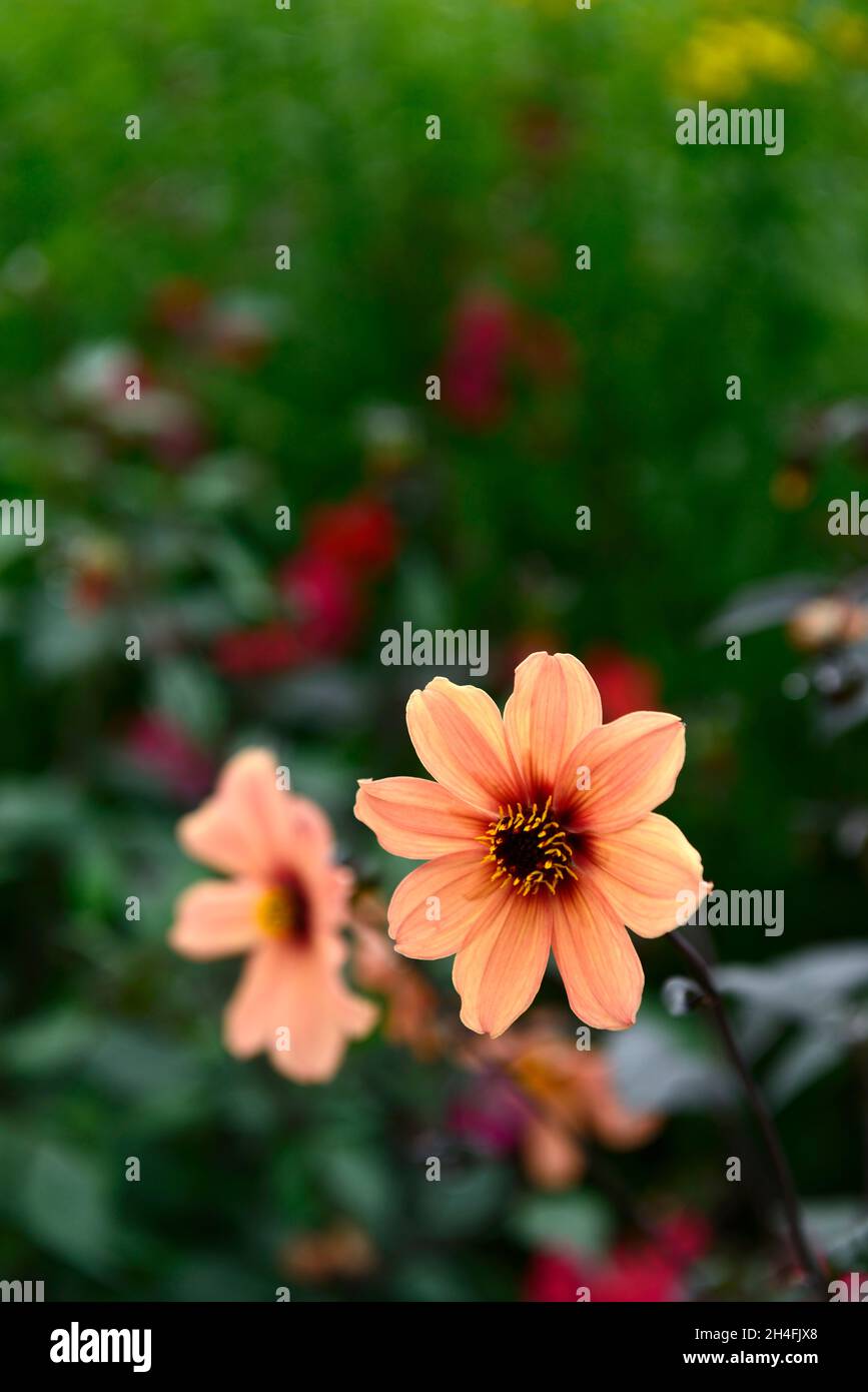 Dahlia happy single kiss hi-res stock photography and images - Alamy