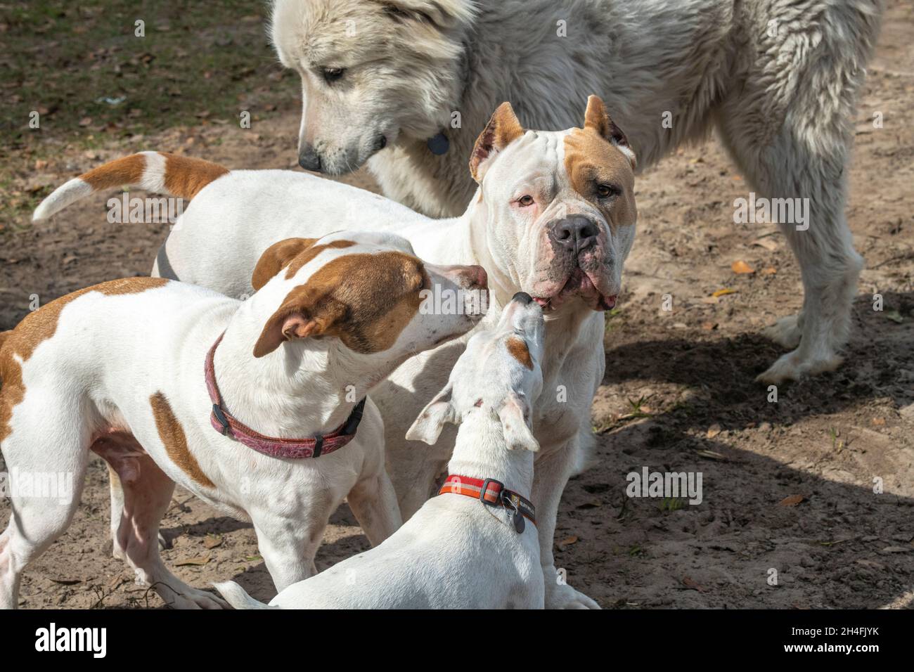 Scrum of various dog greet and posture Stock Photo