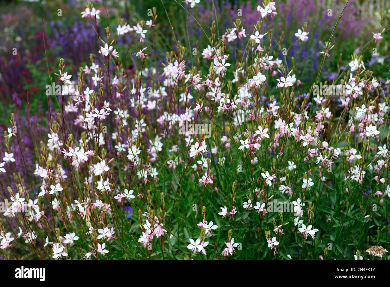Gaura lindheimeri The Bride,Butterfly Gaura,white,flower,flowers,flower