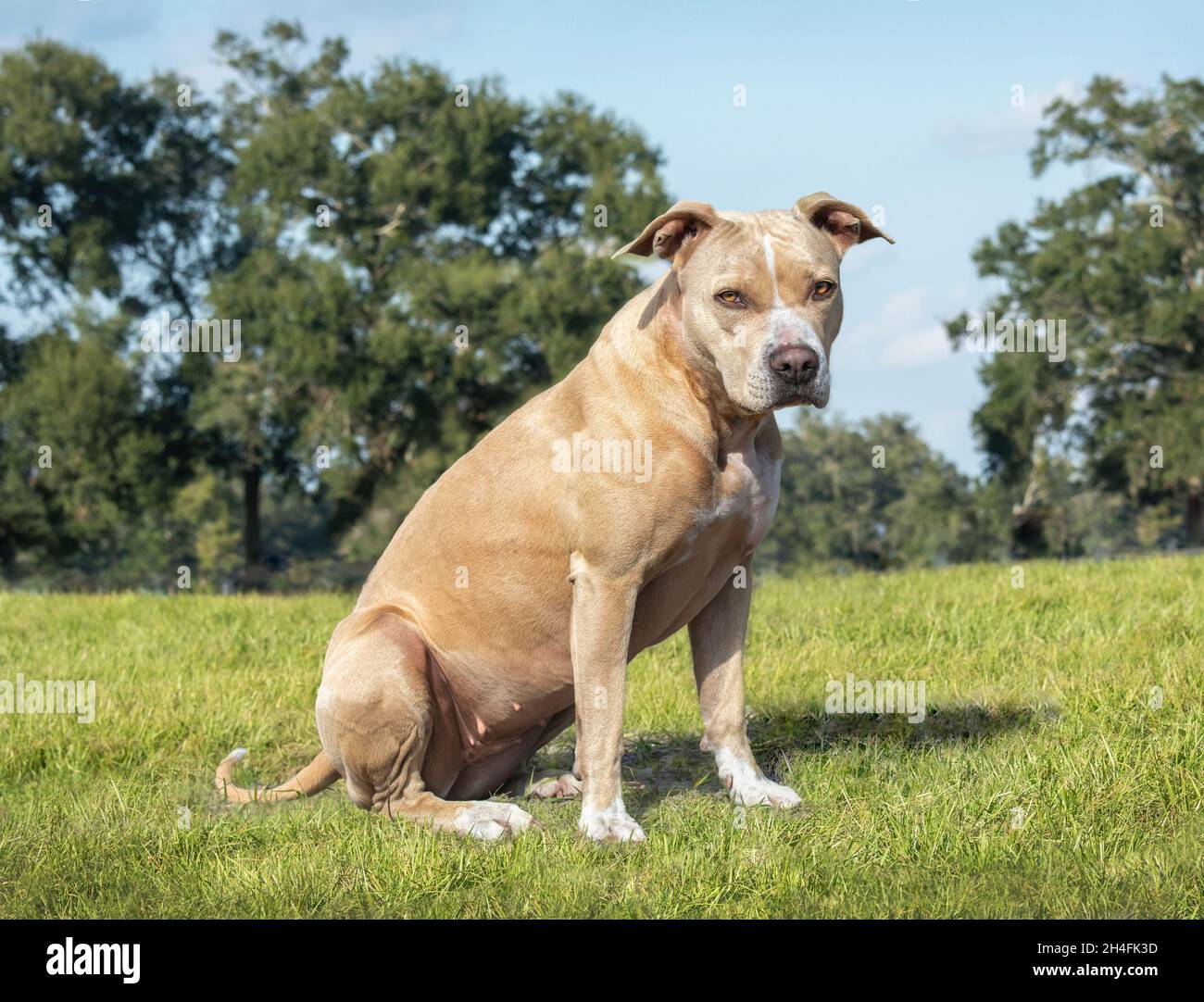 Pit Bull Terrier dog sits in grass pasture Stock Photo