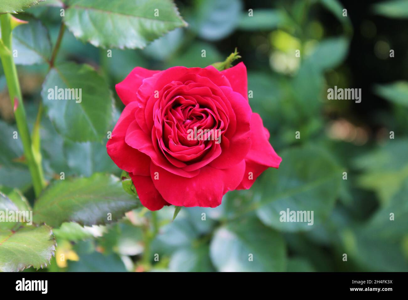 Die Blüte einer gefüllten roten Rose mit Rosenblättern (Nahaufnahme) in einem Garten. Stock Photo