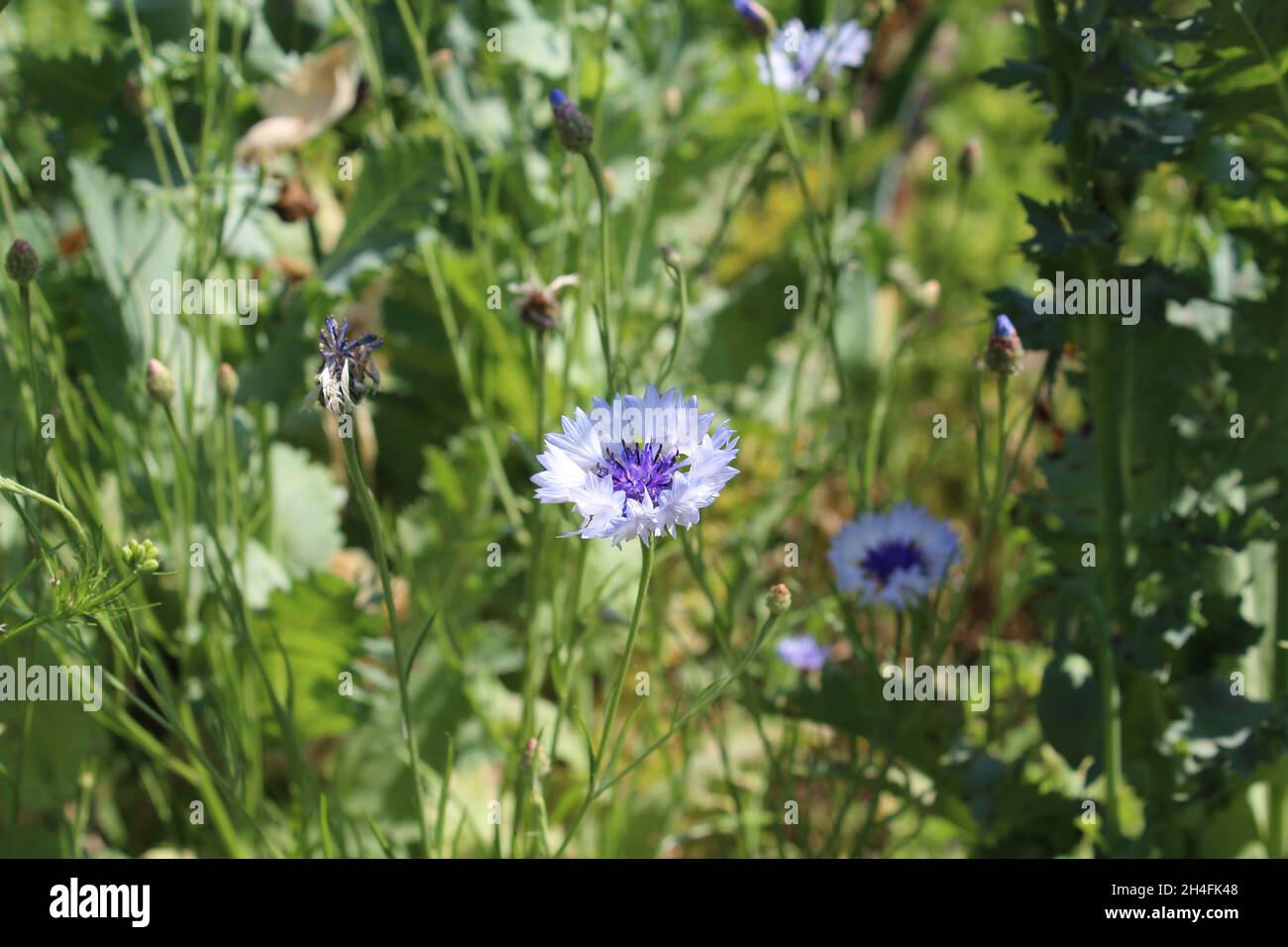 Hellblaue Kornblumen, auch Zyanen genannt, auf die gerade die Sonne scheint, inmitten eines grünen Gartenbeets in Heiden, NRW, Deutschland. Stock Photo