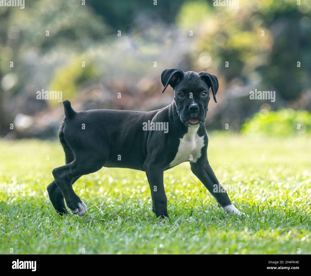 Alert 9 week old black Boxer dog puppy plays on grass lawn Stock Photo