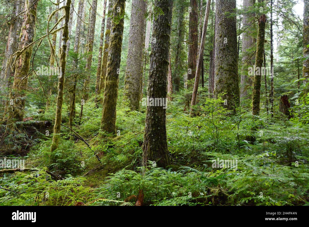Conifer trees in a pristine old growth forest on the Sunshine Coast hiking Trail, near Powell River, British Columbia, Canada. Stock Photo