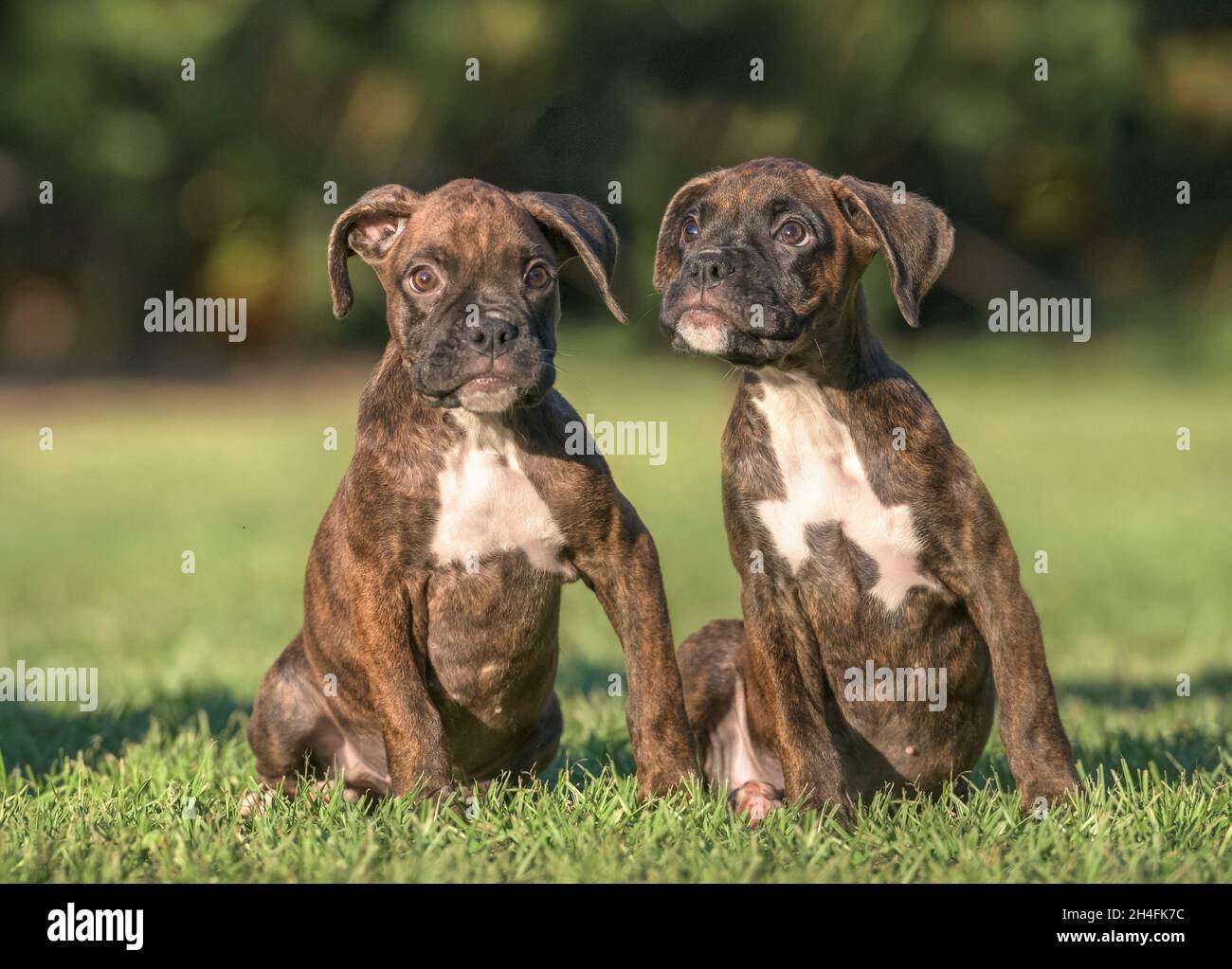 Pair of nine week old brindle Boxer dog puppIes sit together on grass lawn Stock Photo