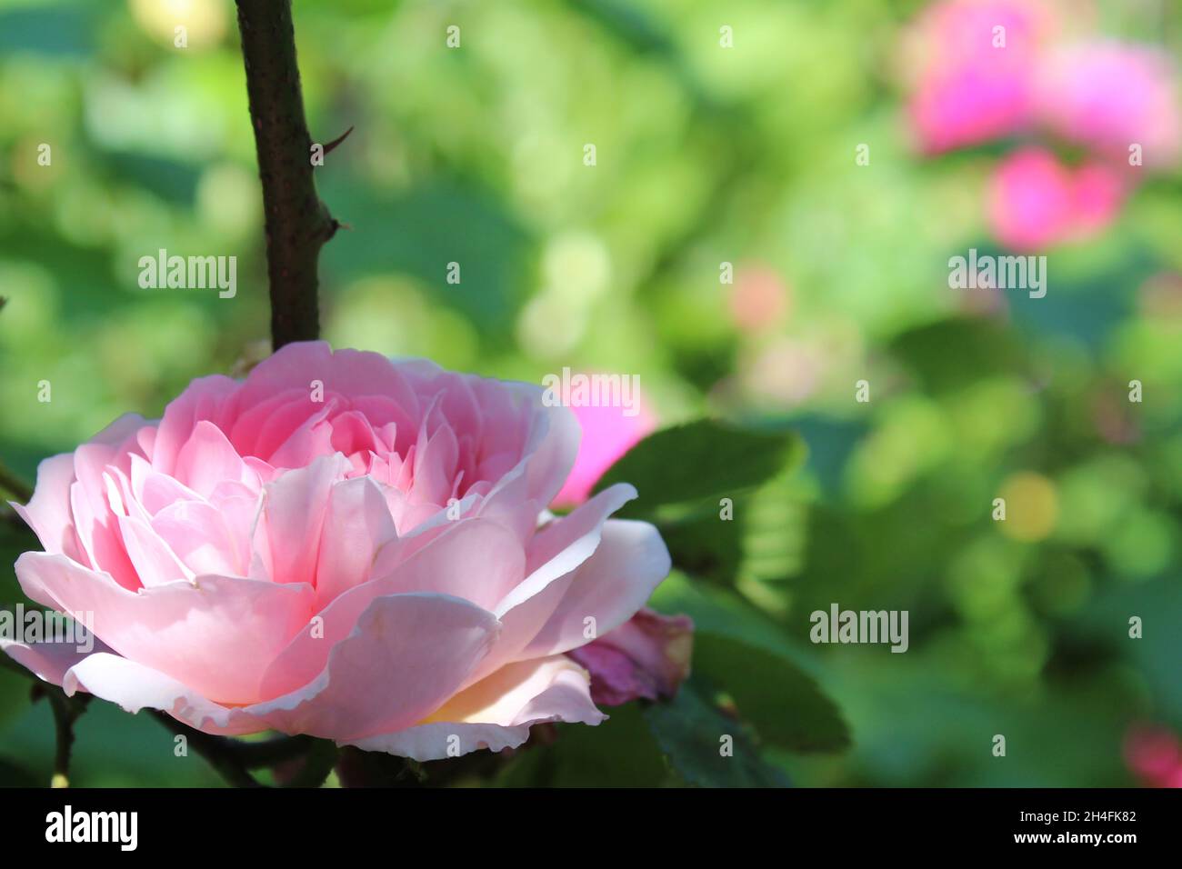 Die rosa Rosenblüte der Edenrose. Stock Photo
