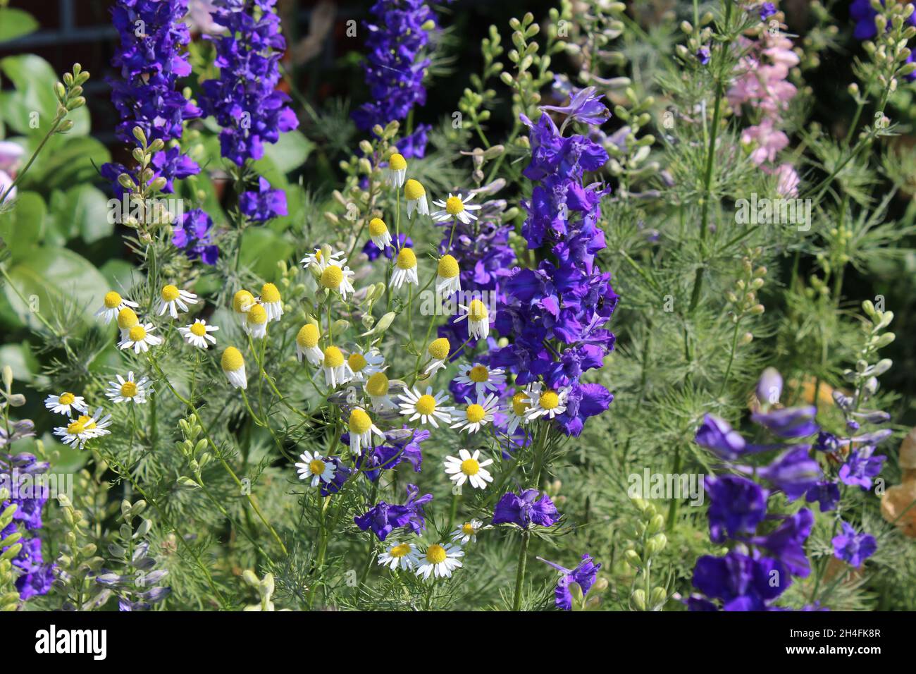 Ein schönes Blumenbeet mit Kamille und Rittersporn in violett blau und rosa in einem Garten in NRW, Deutschland. Stock Photo