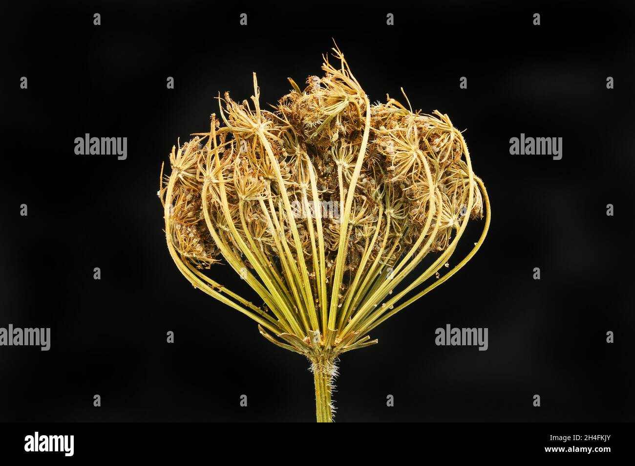 Dried carrot seed head isolated against black Stock Photo Alamy