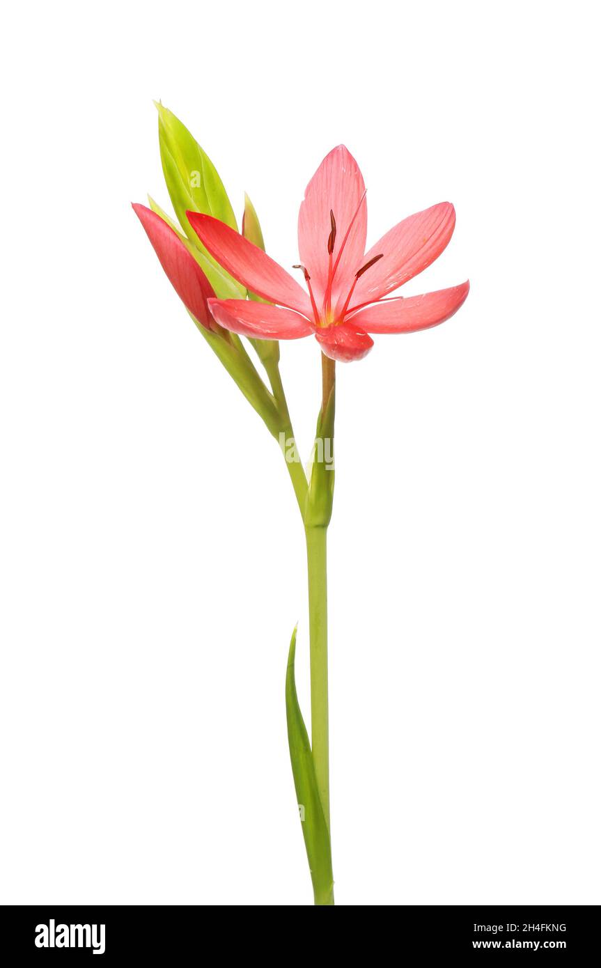 River lily flower isolated against white Stock Photo Alamy