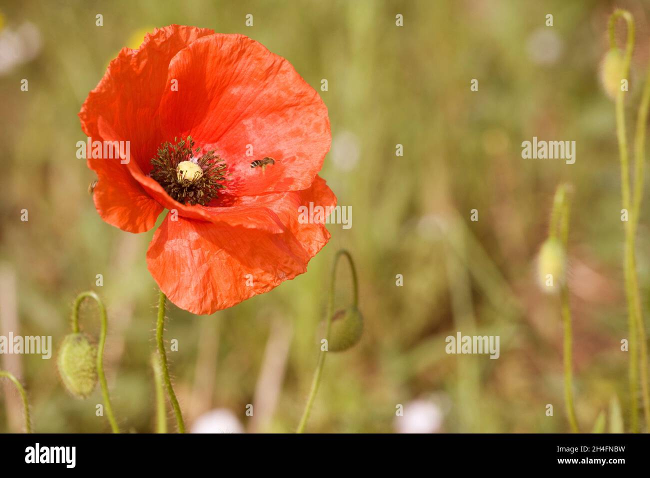 Red poppy (Papaver rhoeas) Stock Photo