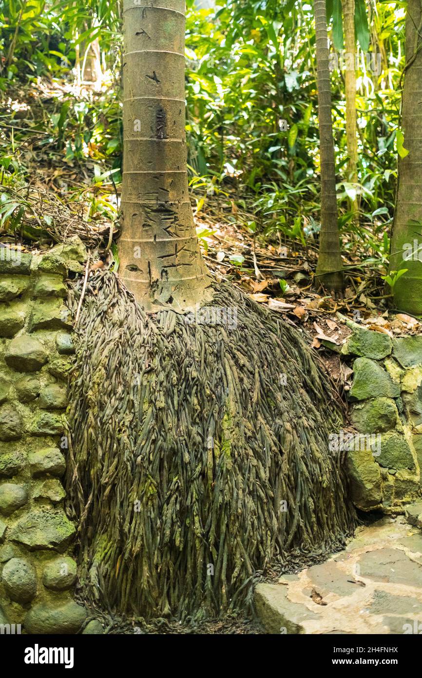 The roots of the palm tree in the national Park of the island of Mauritius. Stock Photo