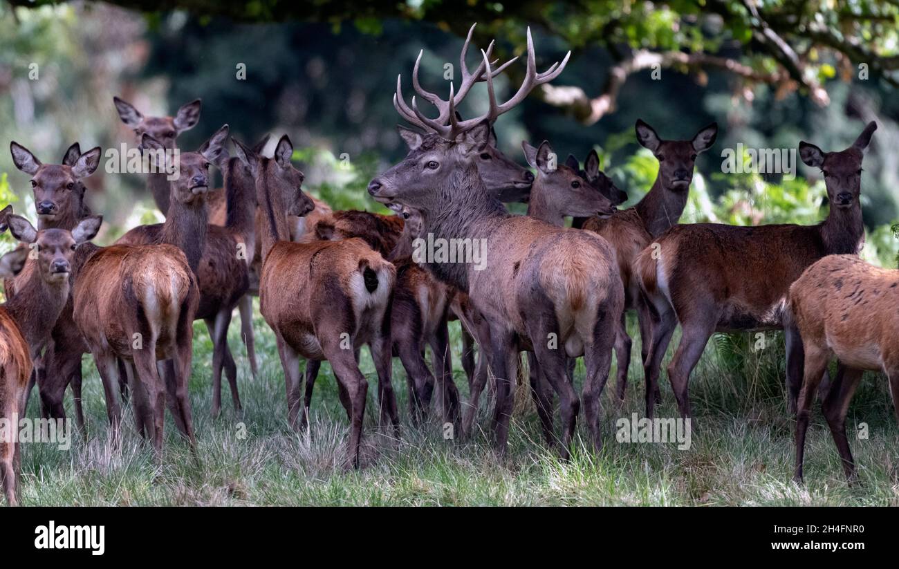 Fallow Deer at Powis Castle near Welshpool, Wales, UK Stock Photo Alamy