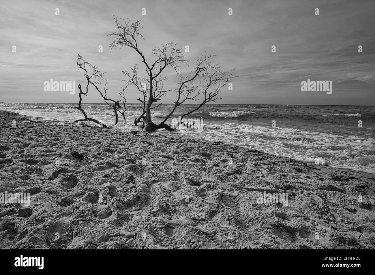 west beach on the baltic sea depicted in black and white. rich in detail and structure still life Stock Photo