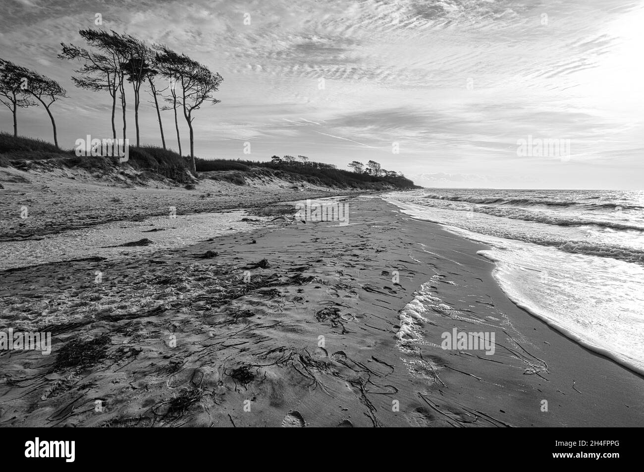 west beach on the baltic sea depicted in black and white. rich in detail and structure still life Stock Photo
