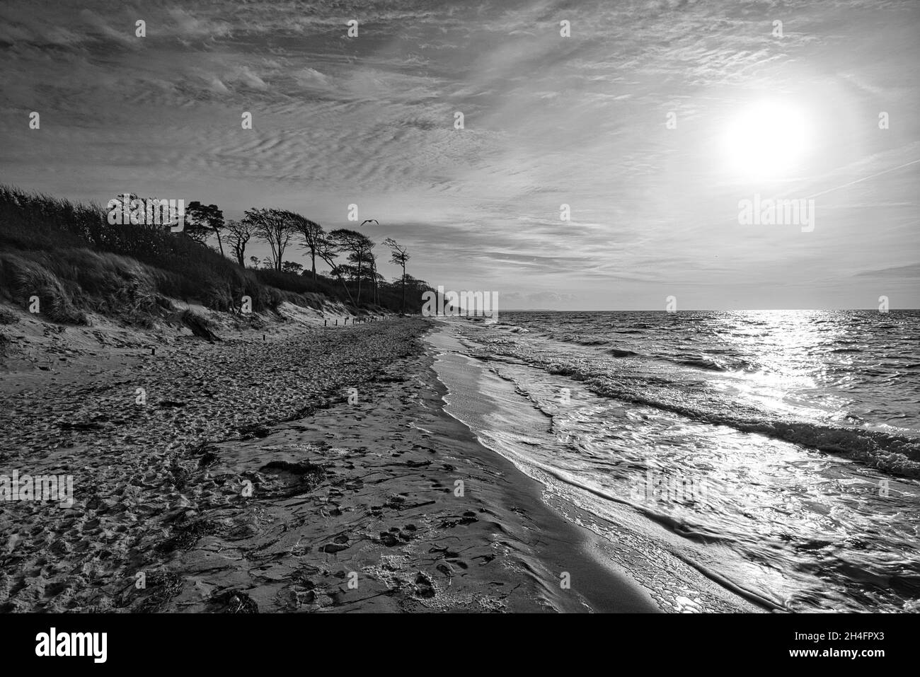 west beach on the baltic sea depicted in black and white. rich in ...