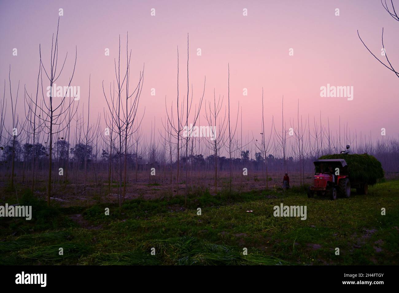 Farmland dry leafless trees hi-res stock photography and images - Alamy