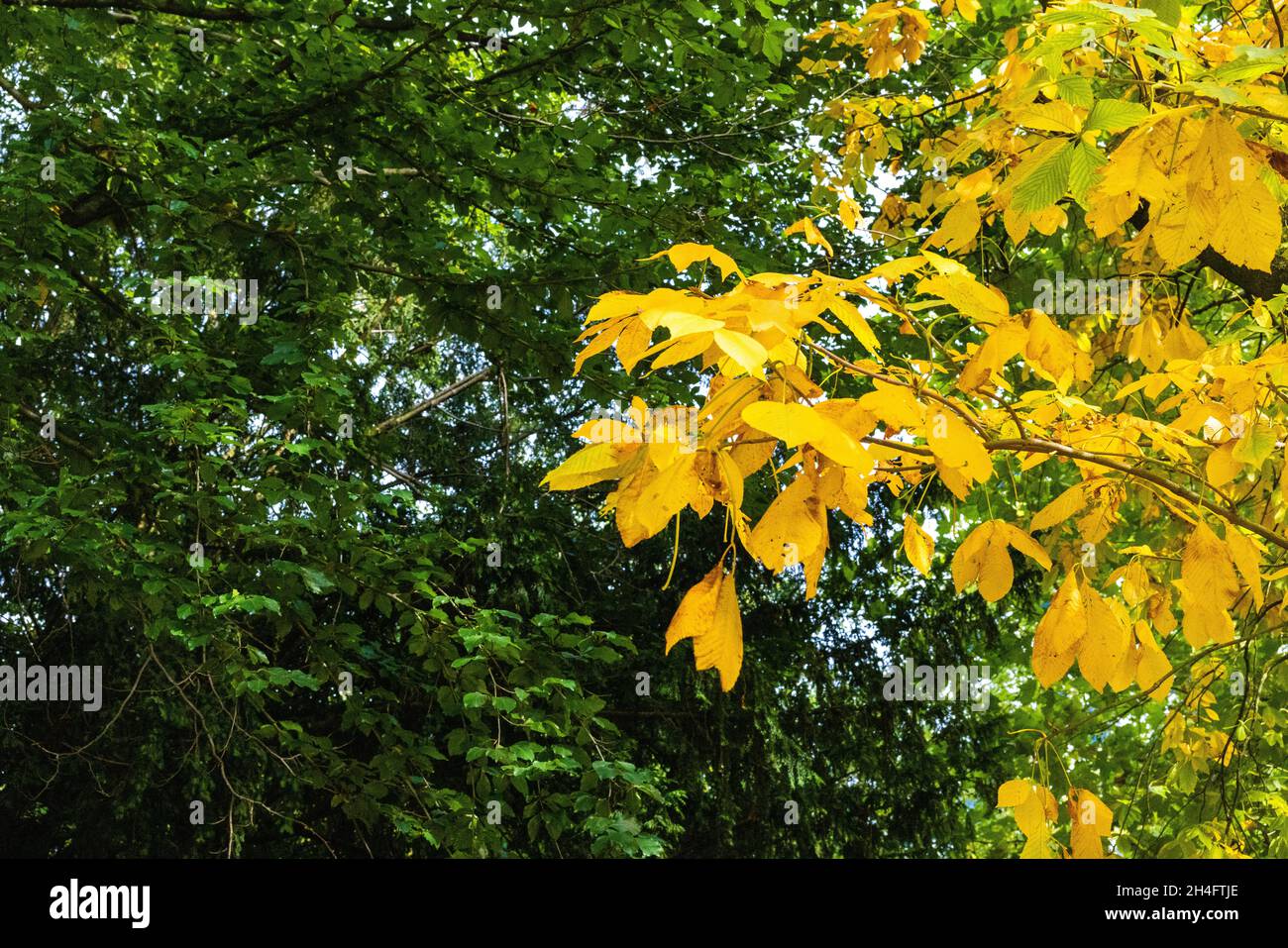 Colorful autumn trees in a park Stock Photo - Alamy
