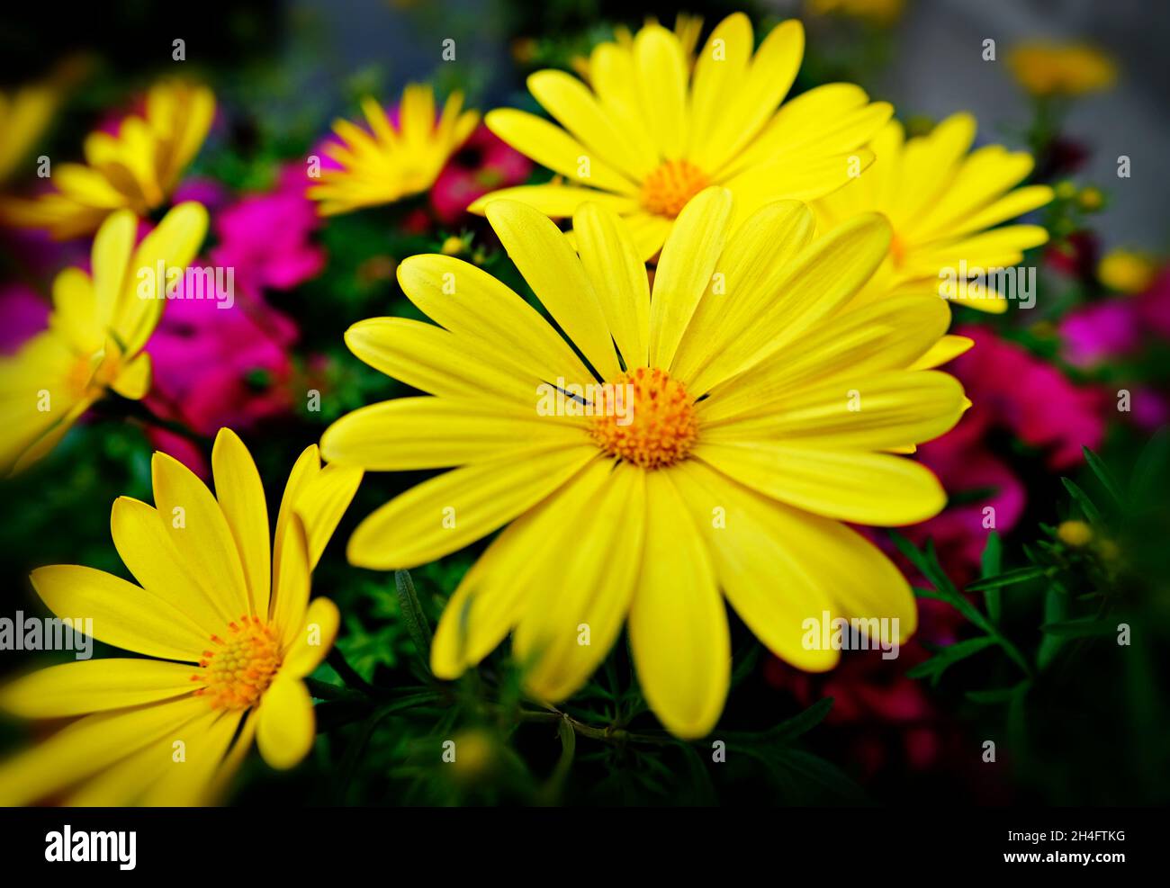 Garden Flowers West Cork Ireland Stock Photo