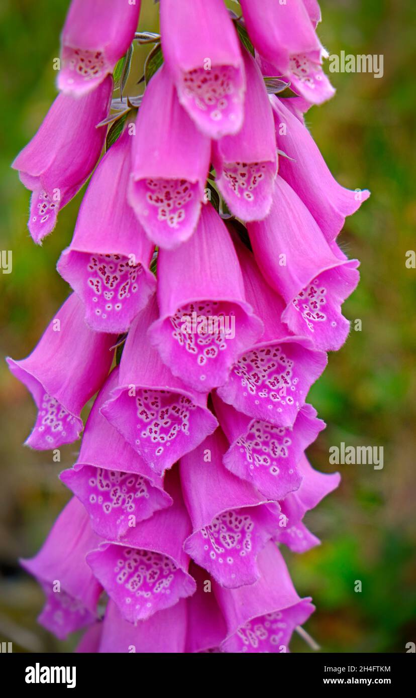 Single Wild Foxglove in Differential focus in Tipperary, Ireland Stock Photo