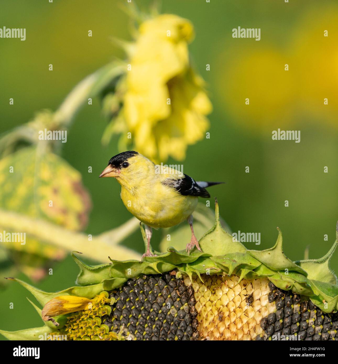 Bird eating sunflower seeds hires stock photography and images Alamy