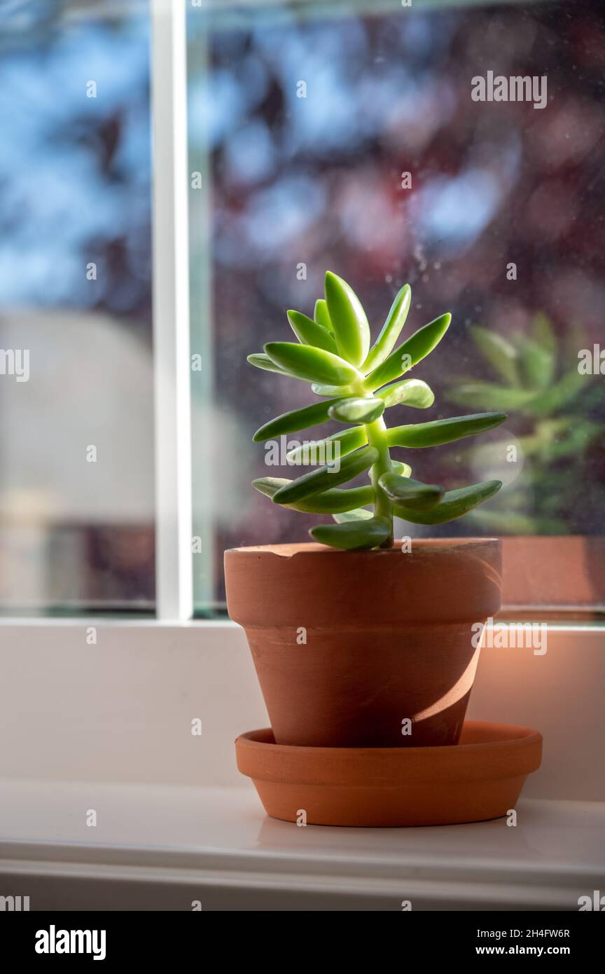 Vertical shot of a Crassula or Pigmyweeds houseplant in the pot on a windowsill on a sunny day Stock Photo