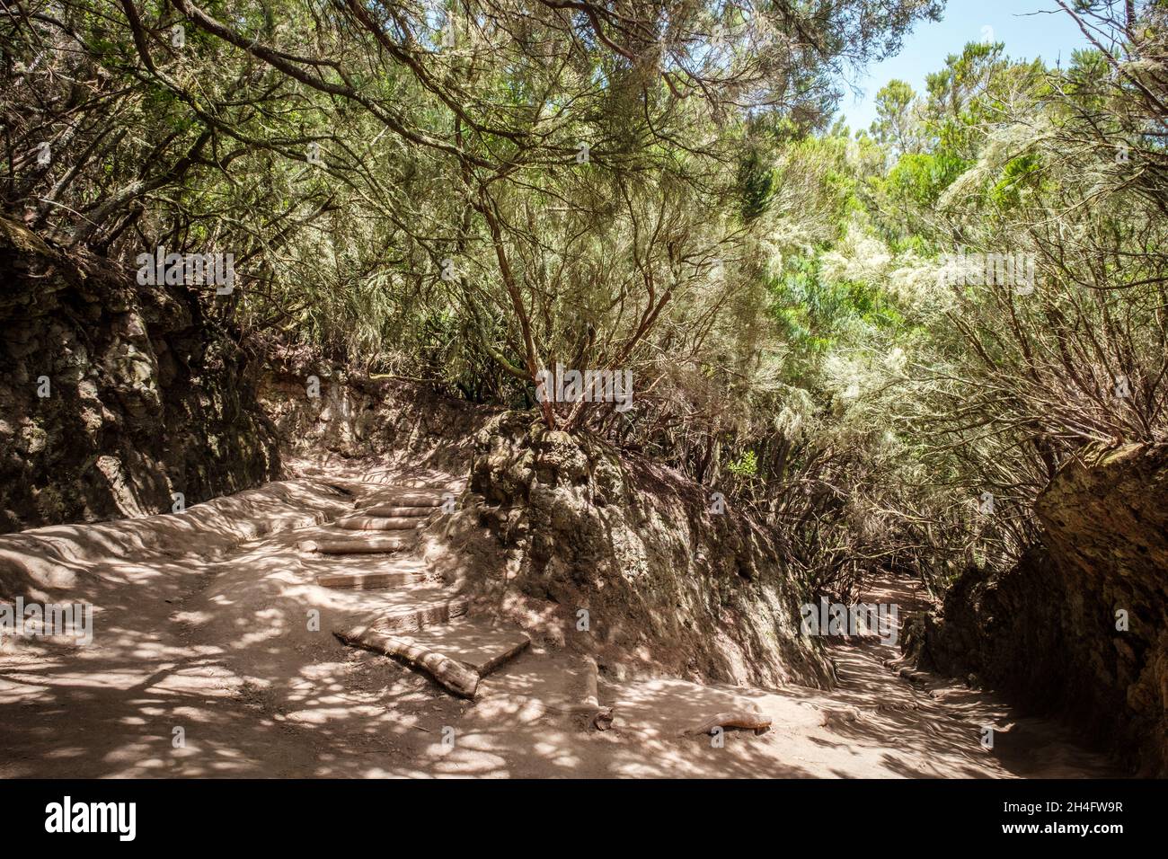 hiking path in forest landscape -  walkway through  laurel trees, Anaga Mountains, Tenerife, Canary Islands Stock Photo
