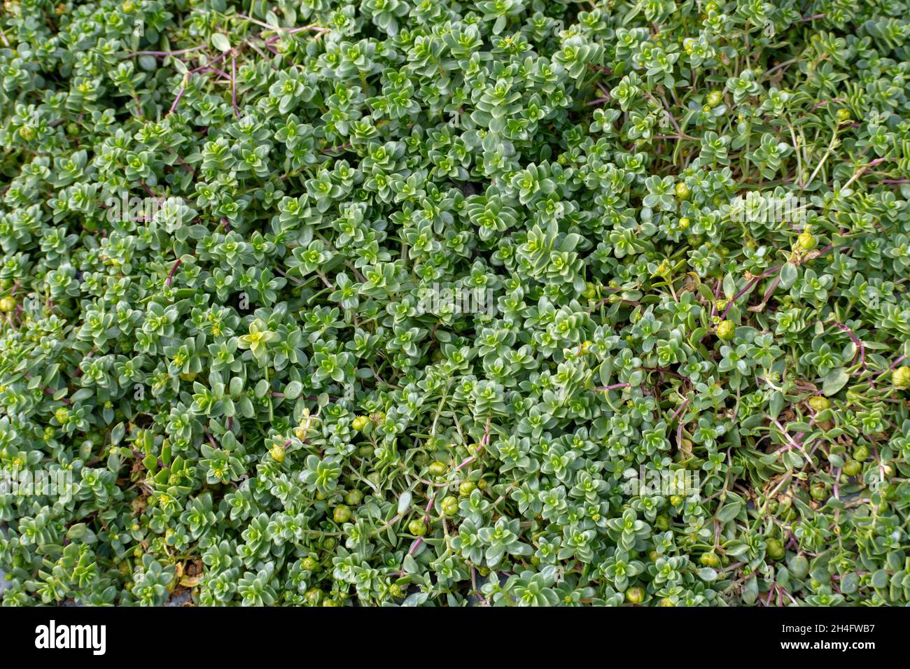 honckenya peploides isolated growing north Iceland Stock Photo