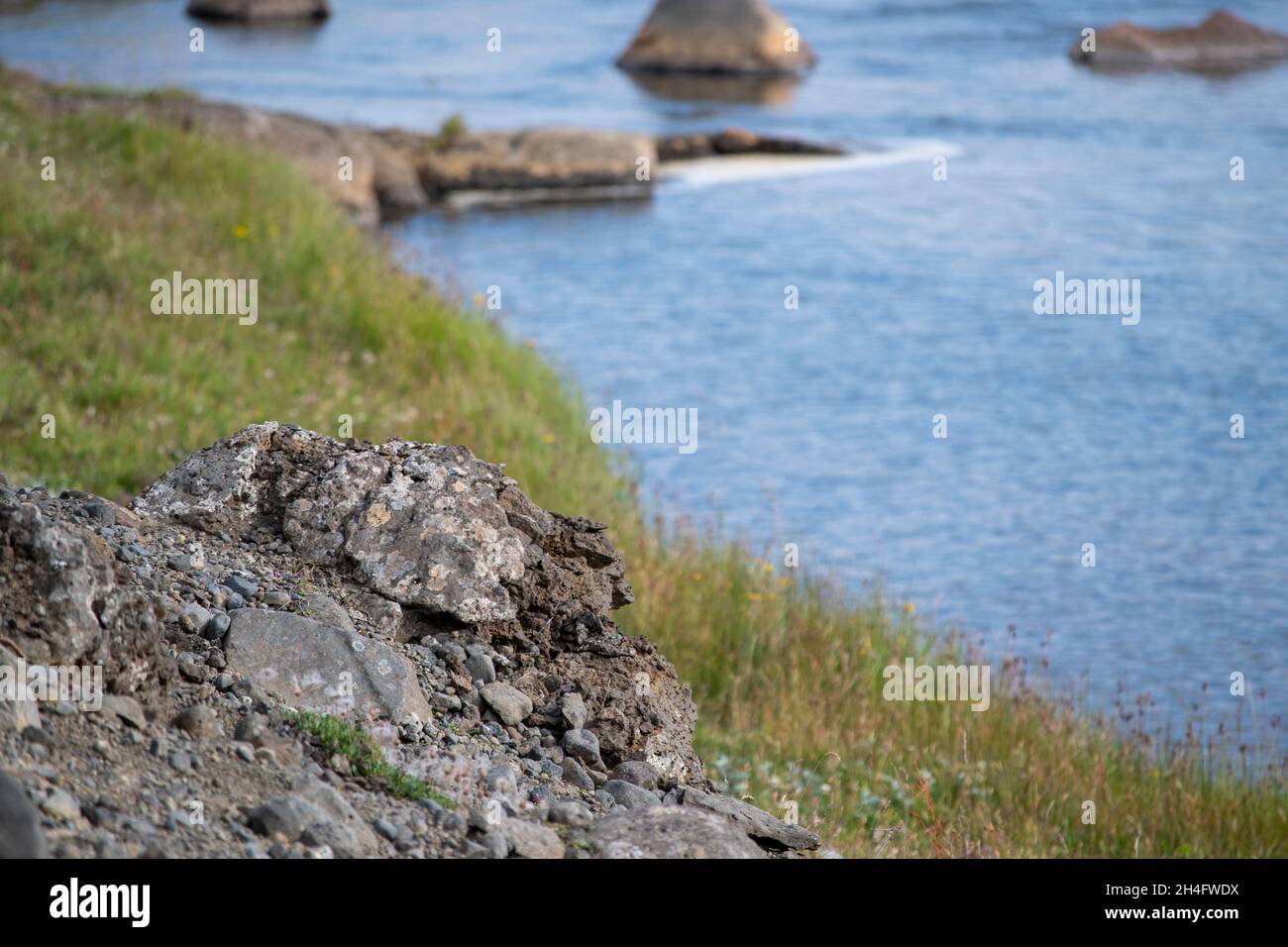 Colorful lichen growing on a rock north Iceland Stock Photo