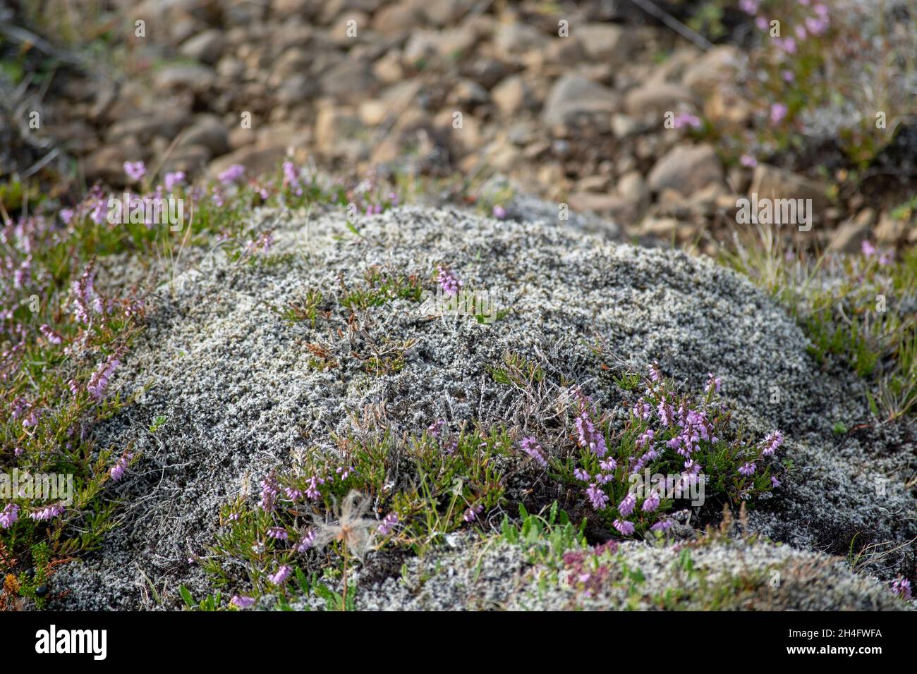 Colorful lichen and moss growing on rocks in Iceland Stock Photo