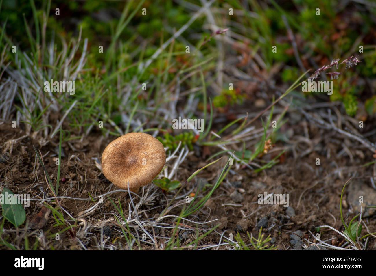 Inocybe deadly mushroom growing in grass Iceland Stock Photo
