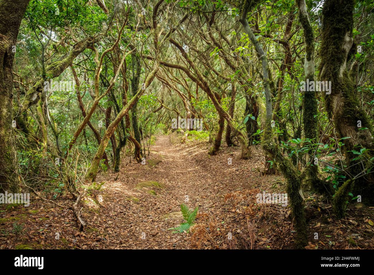hiking path in forest landscape, Tenerife Stock Photo