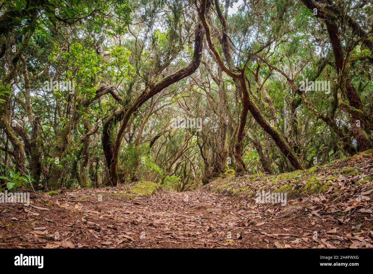 hiking path in forest landscape, Tenerife Stock Photo