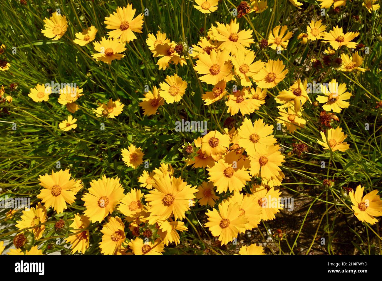 Yellow wildflower lanceleaf tickseed in the classification Coreopsis lanceolata and family Asteraceae, in a Midwest prairie, Baileys Harbor, WI, USA Stock Photo