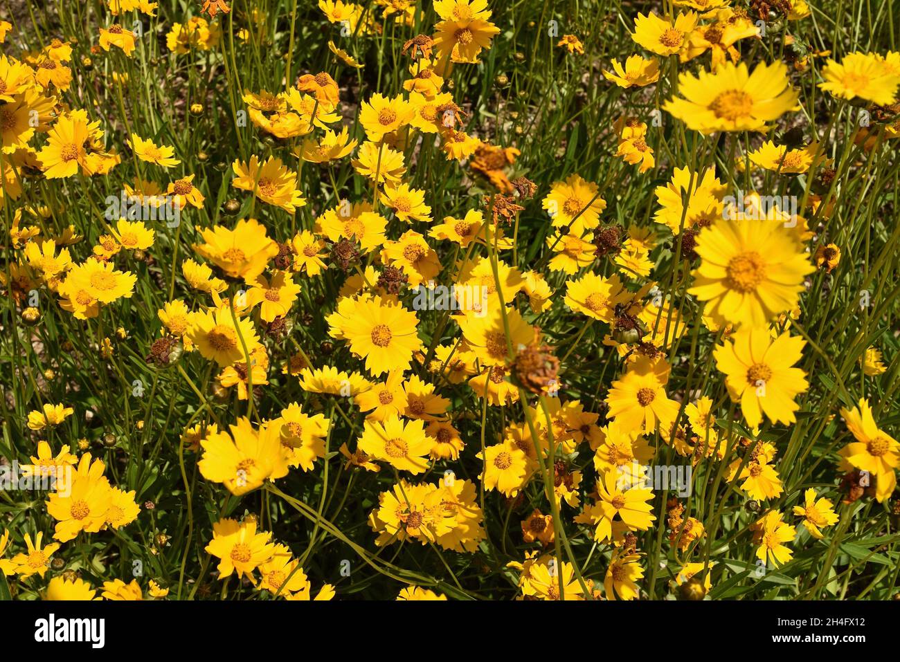Yellow wildflower lanceleaf tickseed in the classification Coreopsis lanceolata and family Asteraceae, in a Midwest prairie, Baileys Harbor, WI, USA Stock Photo