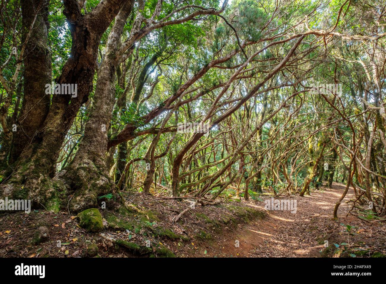 hiking path in forest landscape -  walkway through  laurel trees, Anaga Mountains, Tenerife, Canary Islands Stock Photo