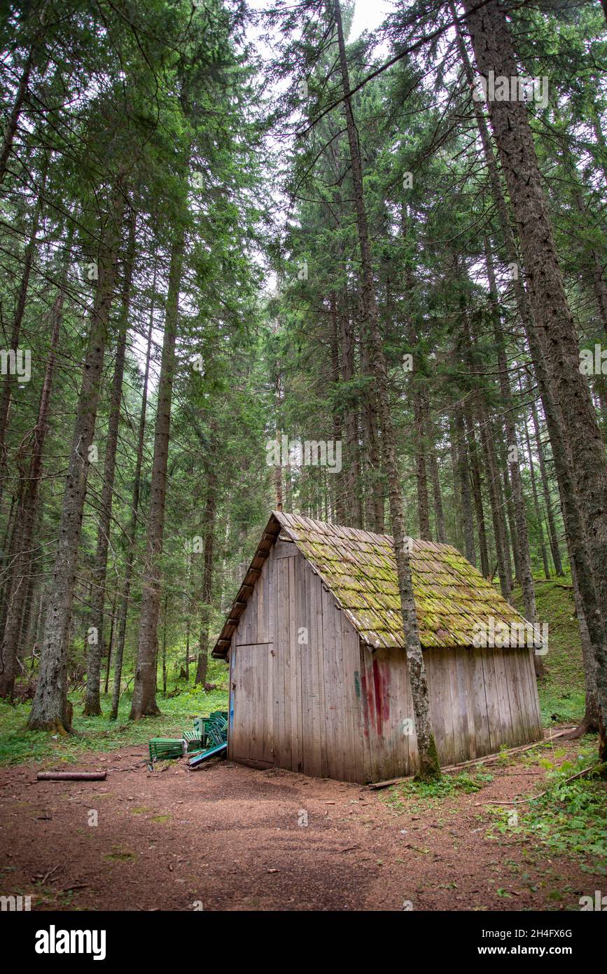 Built between tall fir coniferous trees,perhaps for storage of canoe style boats for paddling in nearby lakes,,in the Durmitor mountain region. Stock Photo