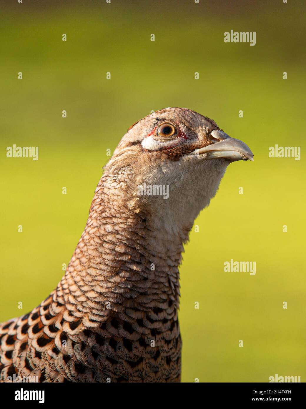 side-view-portrait-of-an-alert-adult-female-common-pheasant-phasianus