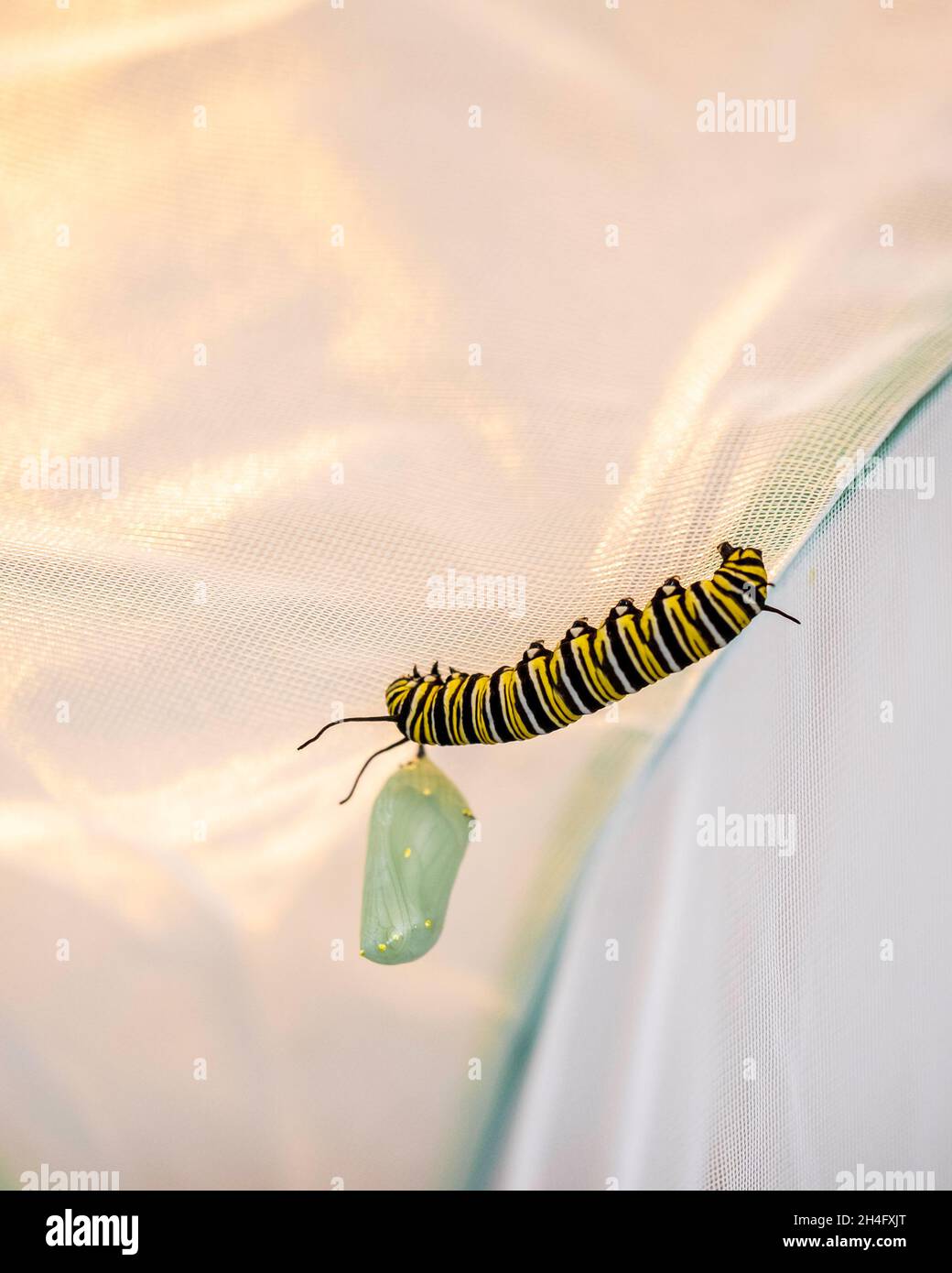 A Monarch caterpillar, Danaus plexippus, clings to the top of a butterfly cage next to a Monarch chrysalis. USA. Stock Photo