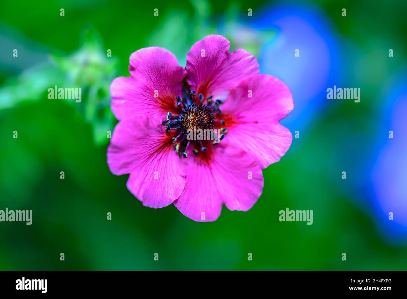 Closeup shot of a blooming pink potentilla nepalensis flower Stock Photo
