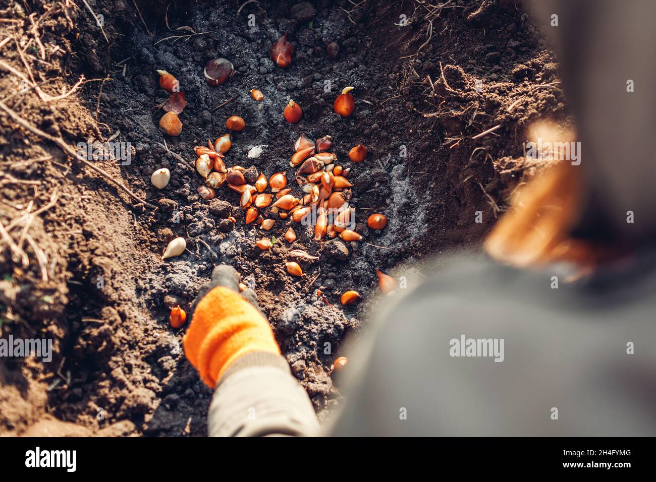 Tulip bulbs fall planting. Gardener puts bulbs in soil with ash. Autumn