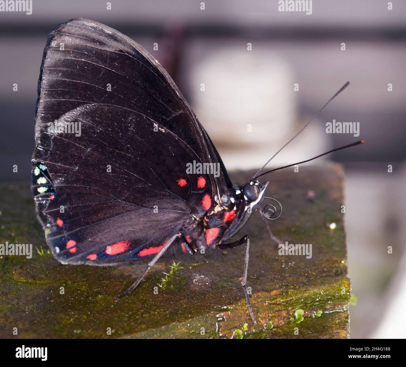 Red spoted black tropical butterfly Stock Photo