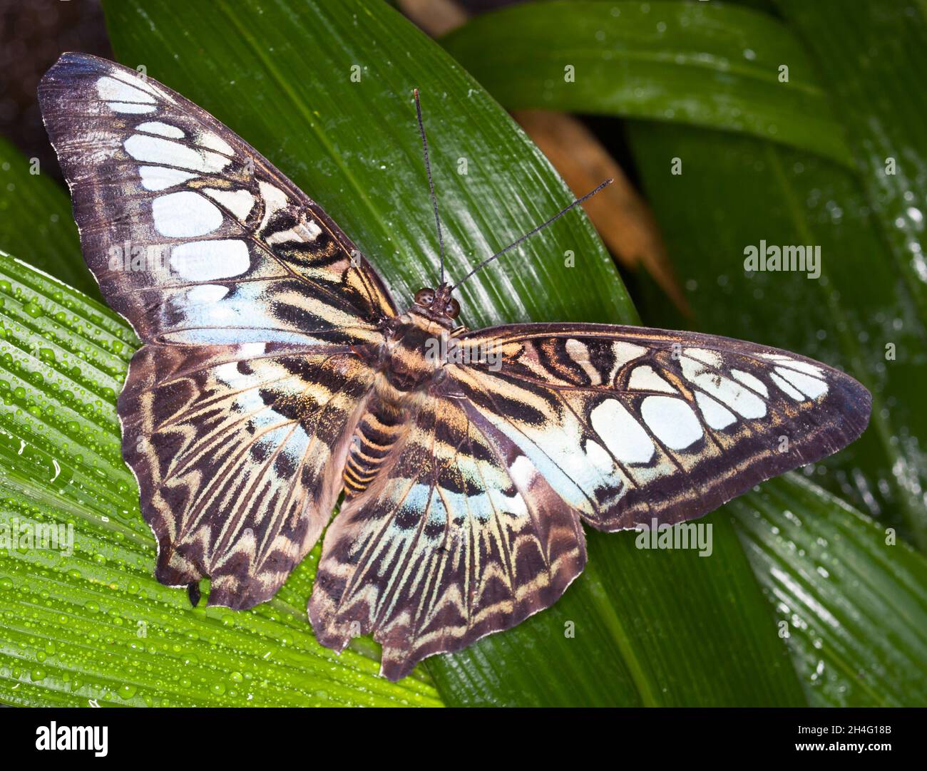 King Swallowtail Papilio thoas thoas Stock Photo Alamy