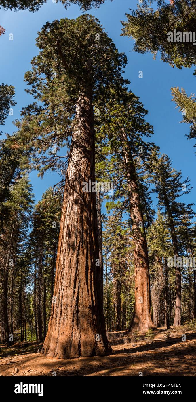 Yosemite Cedar Wrightwood yosemite-cedar-wrightwood