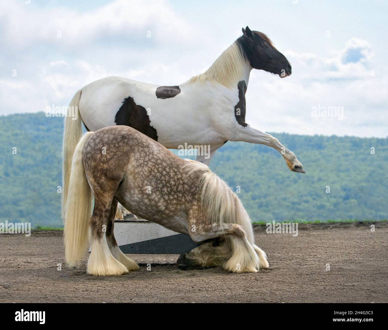 Two performing horses doing trick. Stock Photo