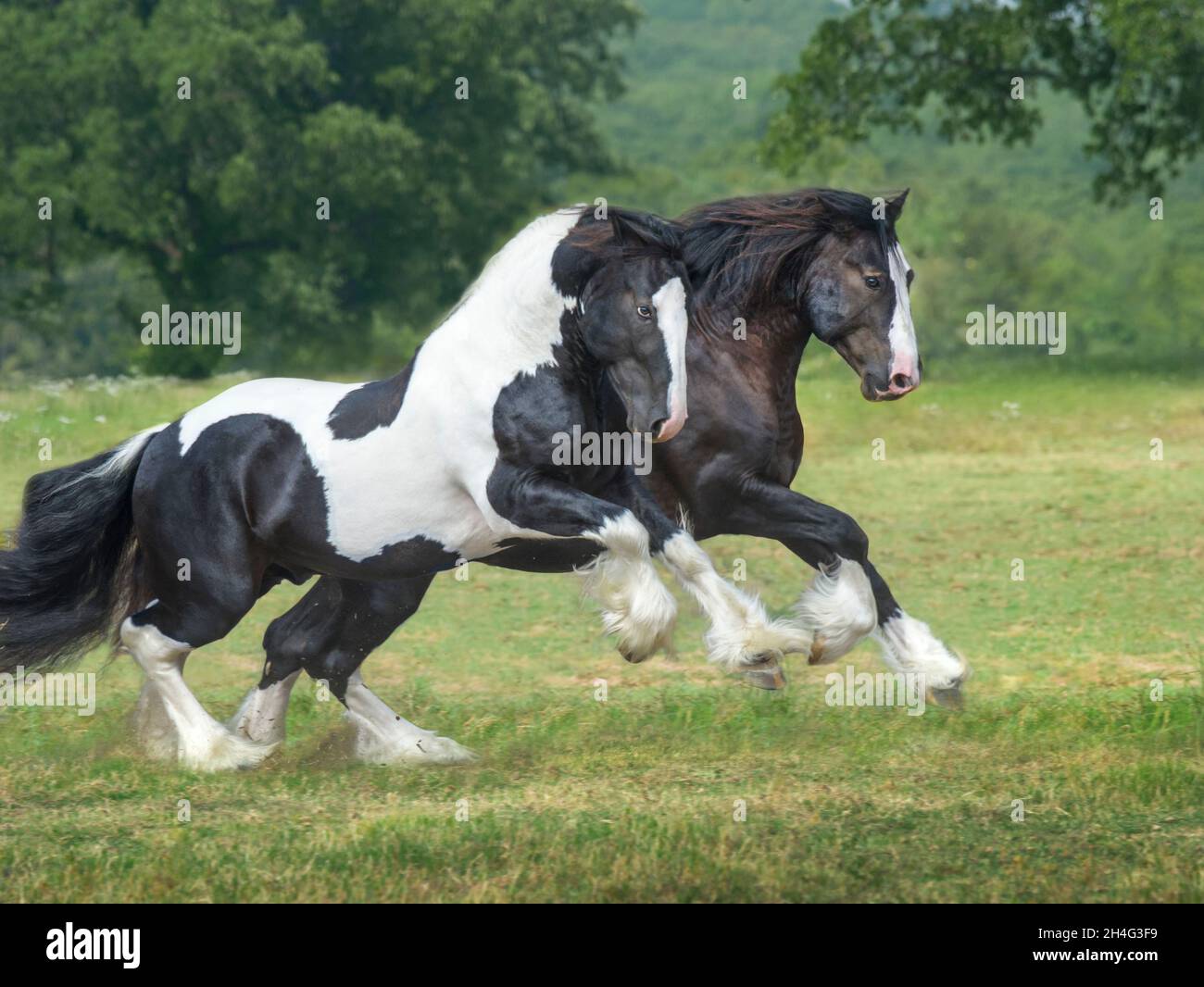 Pair 4 year old Gypsy Vanner Horse stallions romp and run together. Stock Photo