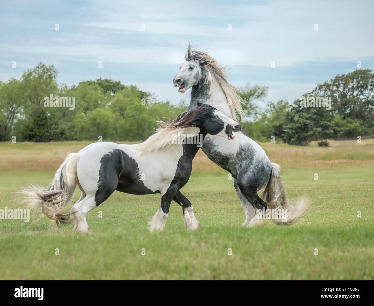 Gypsy Vanner Horse stallion buddies romp and play Stock Photo