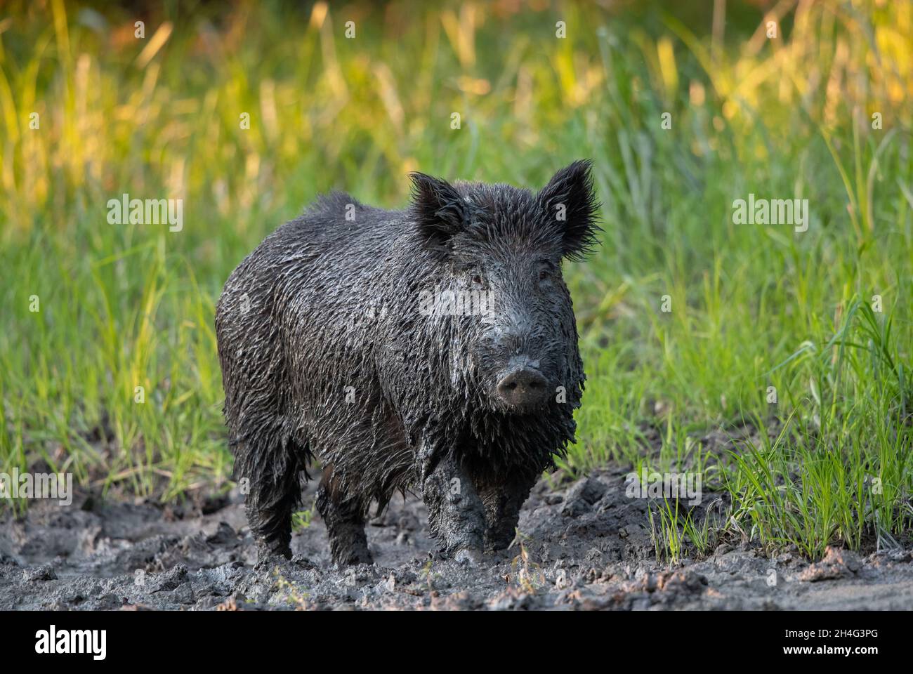Wild boar (sus scrofa ferus) walking in mud on river coast beside ...