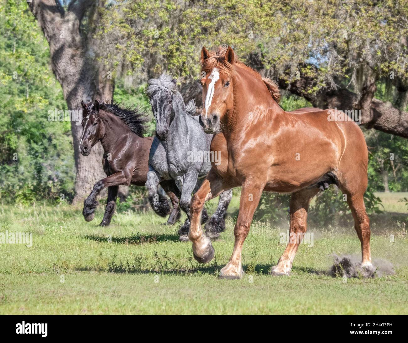 Belgian and rare Brabant  draft horses in paddock Stock Photo