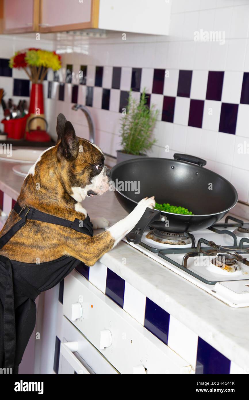 Humorous photography , dogs acting like humans . Boston Terrier in a black apron cooking dinner on a gas stove Stock Photo